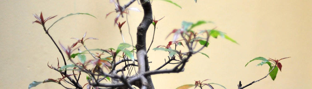 岡山県高体連卓球部